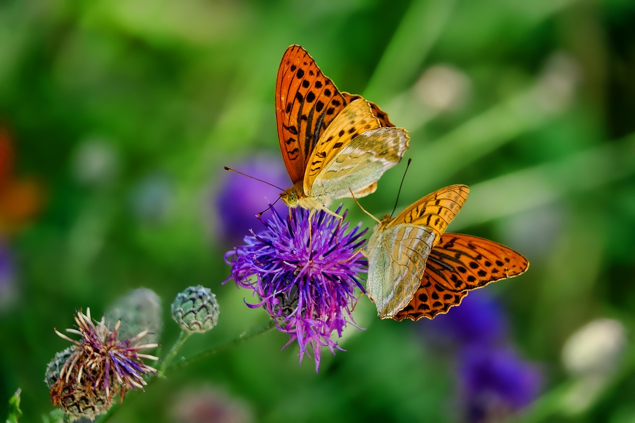 butterflies, flowers, pollinate-3205038.jpg