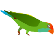 girawa parrot